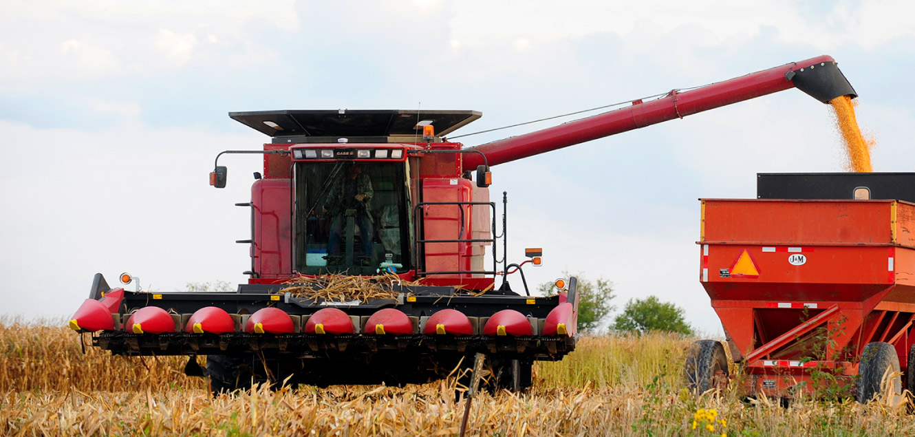 Harvesting Corn