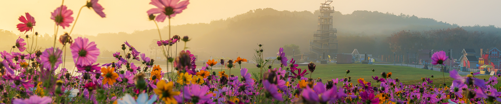A field of wildflowers in front of green hills