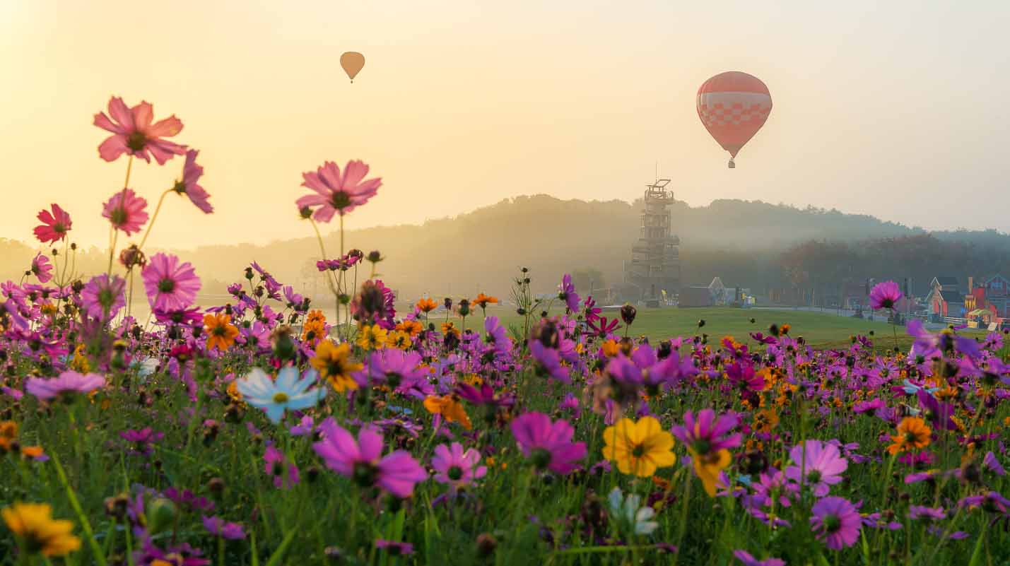 A field of wildflowers in front of green hills, with hot air balloons in the sky