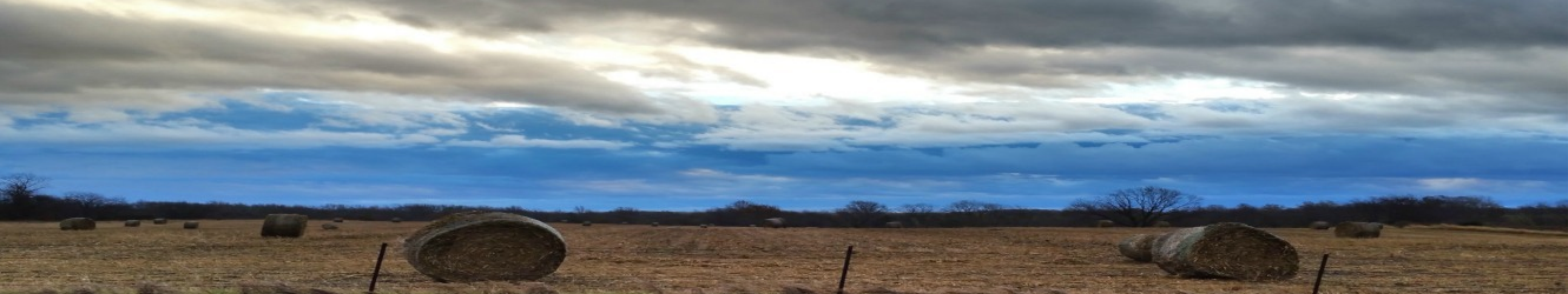 Hay Bales in the Field