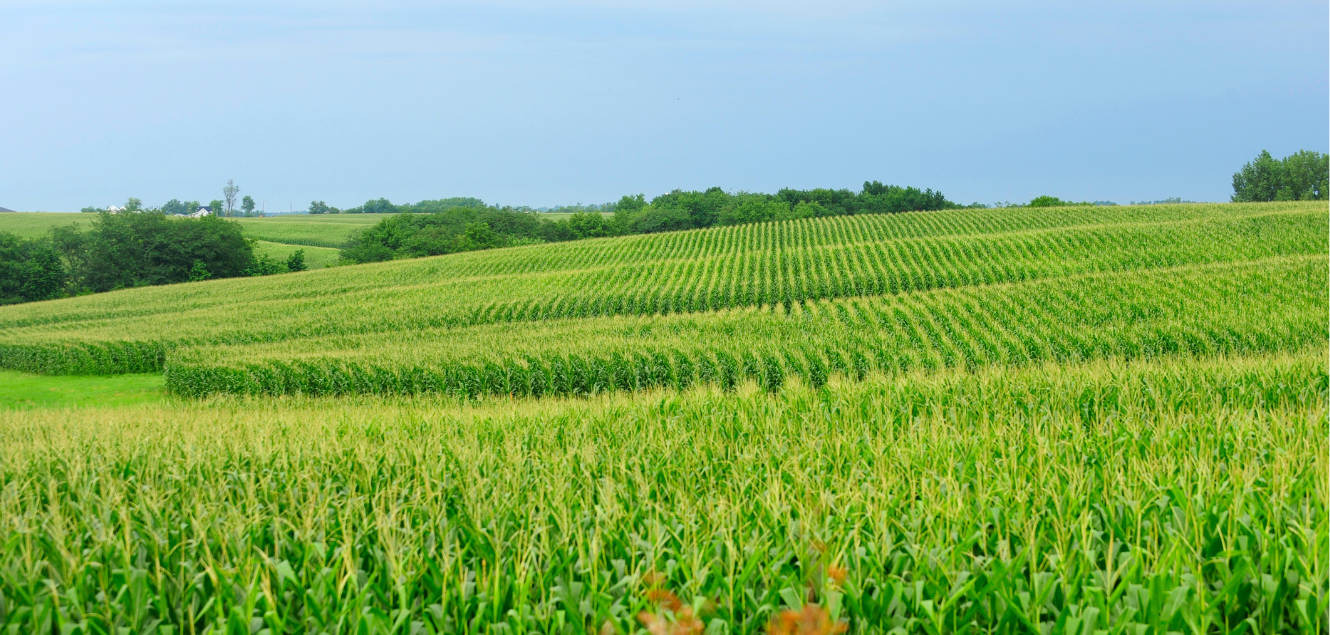 Vast Tasseled Corn Field 